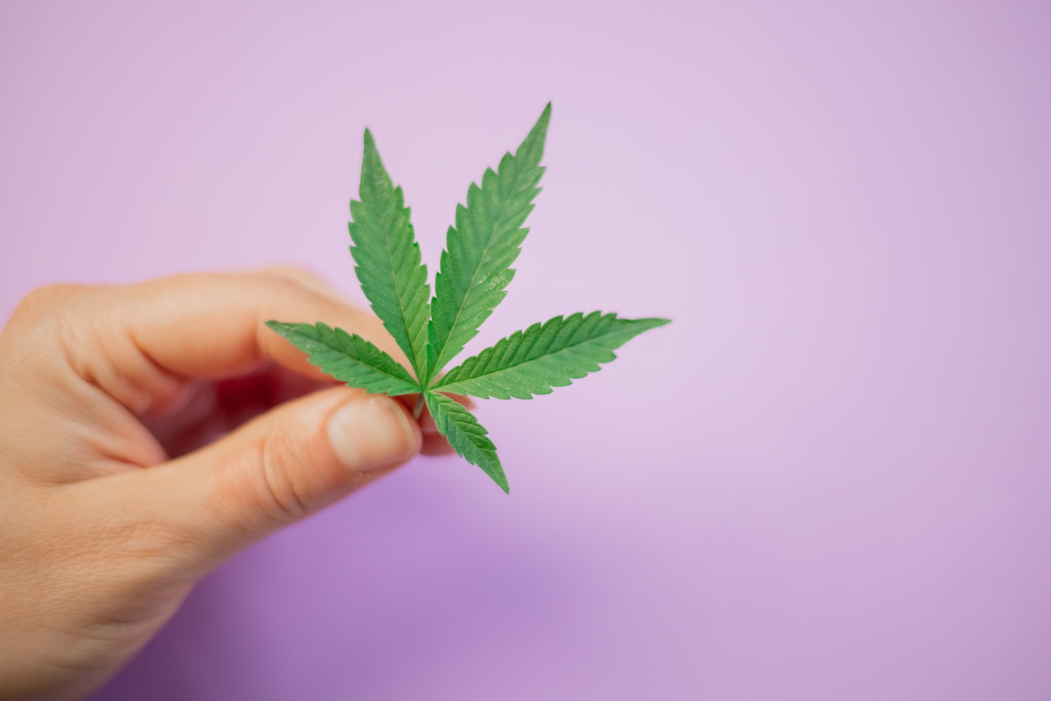 Csc hamburg – Bio-Cannabis für Mitglieder